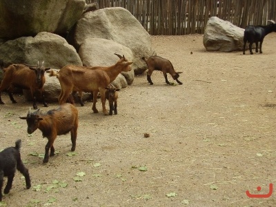 1. třídy v jihlavské ZOO