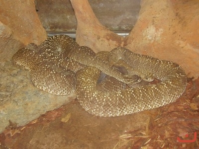 1. třídy v jihlavské ZOO