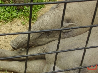 1. třídy v jihlavské ZOO