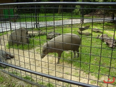 1. třídy v jihlavské ZOO