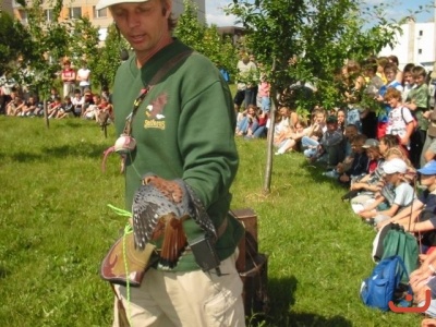 draviptaci