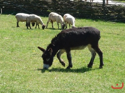 Exkurze do skanzenu v Modré