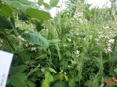 Monte - duben-červen