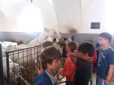 Kozi farma_14