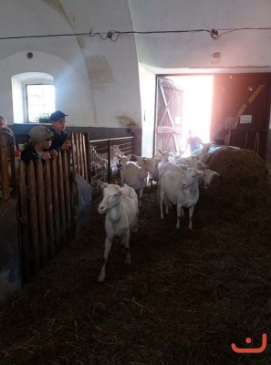 Kozi farma_16