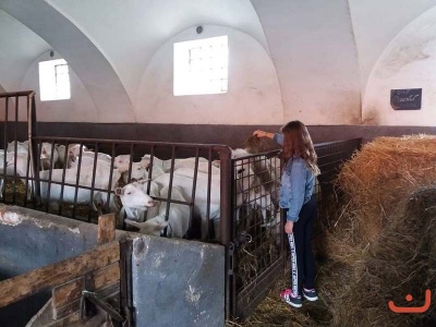 Kozi farma_22