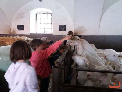 Kozi farma_23