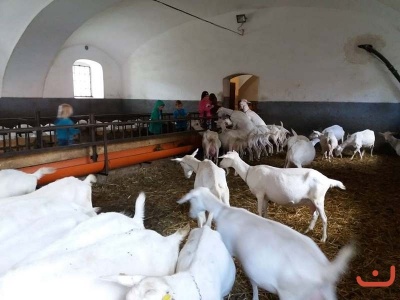 Kozi farma_40