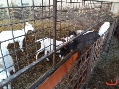 Kozi farma_47