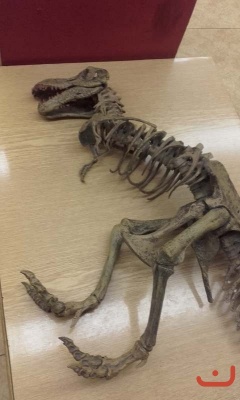 dinosauri_7