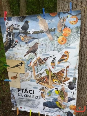 lesni pedagogikca_44