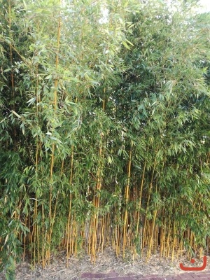 papirna_62
