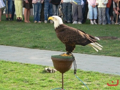 Dravci ve škole