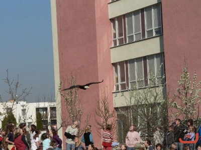 Dravci ve škole