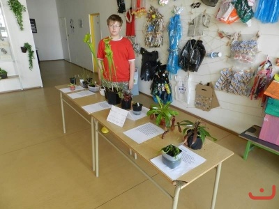 P.Kolodin - masožravé rostliny