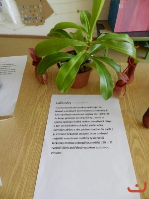 P.Kolodin - masožravé rostliny